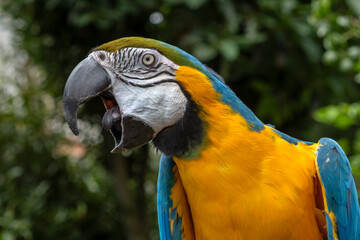 blue and yellow macaw shouting © Ana Tramont