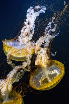 Pacific sea nettle, West Coast sea nettle (Chrysaora fuscescens) in natural habitat