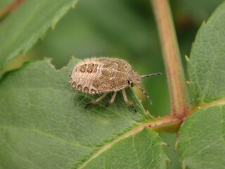 Hairy shield bug (Dolycoris baccarum), final instar on a rose leaf