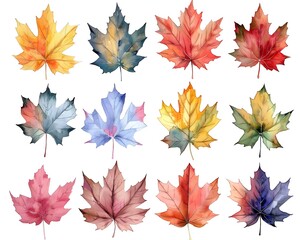 Fototapeta premium Vibrant Watercolor Maple Leaves in Autumn Palette with Isolated Botanical Backdrop
