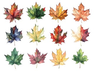 Obraz premium Vibrant Watercolor Sycamore Leaves Collection Showcasing Detailed Textures and Autumnal Colors on White Background