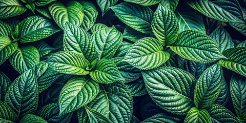 Emerald Green Leaf Texture, Macro Photography, Nature, Texture, Pattern