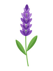 Illustration of Fresh Lavender Stems with Purple Blooms - illustration of lavender stems with vibrant purple flowers and green leaves. Perfect for botanical projects, aromatherapy, and nature themes.
