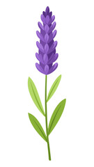 Illustration of Fresh Lavender Stems with Purple Blooms - illustration of lavender stems with vibrant purple flowers and green leaves. Perfect for botanical projects, aromatherapy, and nature themes.