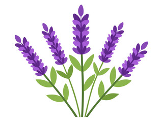 Naklejka premium Illustration of Fresh Lavender Stems with Purple Blooms - illustration of lavender stems with vibrant purple flowers and green leaves. Perfect for botanical projects, aromatherapy, and nature themes.