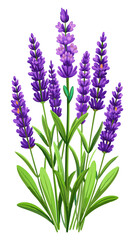 Naklejka premium Illustration of Fresh Lavender Stems with Purple Blooms - illustration of lavender stems with vibrant purple flowers and green leaves. Perfect for botanical projects, aromatherapy, and nature themes.