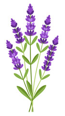 Fototapeta premium Illustration of Fresh Lavender Stems with Purple Blooms - illustration of lavender stems with vibrant purple flowers and green leaves. Perfect for botanical projects, aromatherapy, and nature themes.