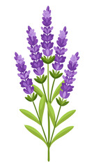 Naklejka premium Illustration of Fresh Lavender Stems with Purple Blooms - illustration of lavender stems with vibrant purple flowers and green leaves. Perfect for botanical projects, aromatherapy, and nature themes.