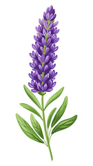 Illustration of Fresh Lavender Stems with Purple Blooms - illustration of lavender stems with vibrant purple flowers and green leaves. Perfect for botanical projects, aromatherapy, and nature themes.