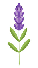 Illustration of Fresh Lavender Stems with Purple Blooms - illustration of lavender stems with vibrant purple flowers and green leaves. Perfect for botanical projects, aromatherapy, and nature themes.