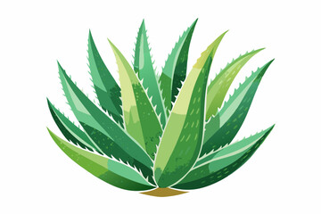 Watercolor Aloe Vera. Illustration clipart isolated on white background.
