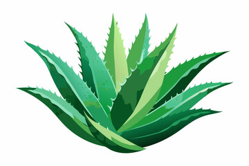 Watercolor Aloe Vera. Illustration clipart isolated on white background.
