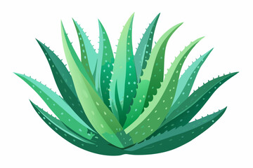 Watercolor Aloe Vera. Illustration clipart isolated on white background.

