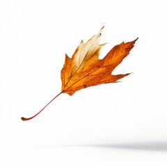 Single Falling Autumn Leaf On White Background.