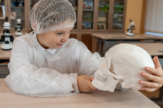 A schoolgirl in a white coat studies an anatomical model of a human skull in a school classroom. Anatomy lesson.