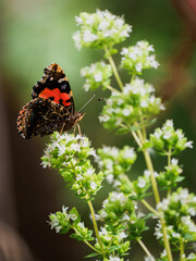 A Red Admiral butterfly with black wings and orange patterns perched on a white flowering plant, set against a soft green background.