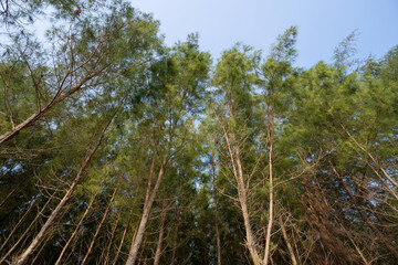 Fototapeta premium Pine trees in row. Casuarina Equisetifolia tree in row beside beach.