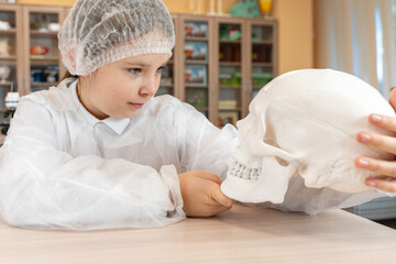 A pre-adolescent girl holds an anatomical model of a human skull in her hands. Schoolgirl in a white coat at a science lesson
