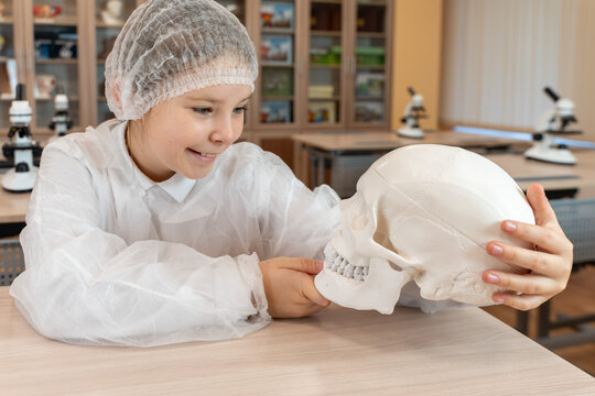 A pre-adolescent girl holds an anatomical model of a human skull in her hands. Schoolgirl in a white coat at a science lesson