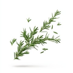 Rosemary Sprig Floating in Air.