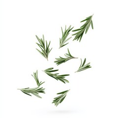 Fototapeta premium Fresh Rosemary Sprigs Falling Isolated on White.