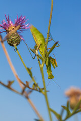 Mantis - Mantis religiosa green animal sitting on a blade of grass in a meadow