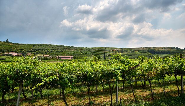 Grapevines laden with green grapes in a lush vineyard during daytime, Pedemonte, Verona, Italy