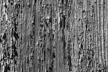 Obraz premium Verwittertes Holz Brett mit deutlicher Struktur in Schwarz Weiß / SW