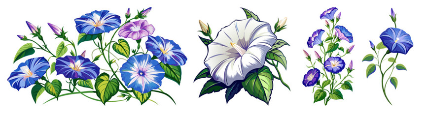Vibrant Morning Glory Flowers With Green Leaves - Illustration of morning glory flowers with leaves, showcasing natural beauty and elegance. Ideal for botanical designs and nature-themed projects.