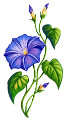 Vibrant Morning Glory Flowers With Green Leaves - Illustration of morning glory flowers with leaves, showcasing natural beauty and elegance. Ideal for botanical designs and nature-themed projects.