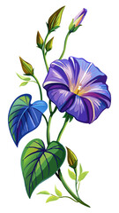 Vibrant Morning Glory Flowers With Green Leaves - Illustration of morning glory flowers with leaves, showcasing natural beauty and elegance. Ideal for botanical designs and nature-themed projects.