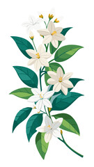 Illustration Of Jasmine Flowers With Leaves -looming jasmine flowers with vibrant green leaves. Perfect for botanical art, nature themes, and floral designs conveying freshness and elegance.