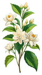 Illustration Of Jasmine Flowers With Leaves -looming jasmine flowers with vibrant green leaves. Perfect for botanical art, nature themes, and floral designs conveying freshness and elegance.