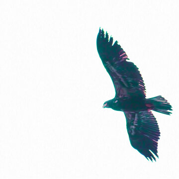 recommend clip art: Soaring Juvenile Bald Eagle in Vibrant Green & Teal Colors w/ Solid White Background for Message, Text, or Advertisement - Frame, Border, Background, Wallpaper, Backdrop (filtered photo)