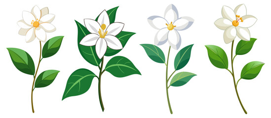 Illustration Of Jasmine Flowers With Leaves -looming jasmine flowers with vibrant green leaves. Perfect for botanical art, nature themes, and floral designs conveying freshness and elegance.