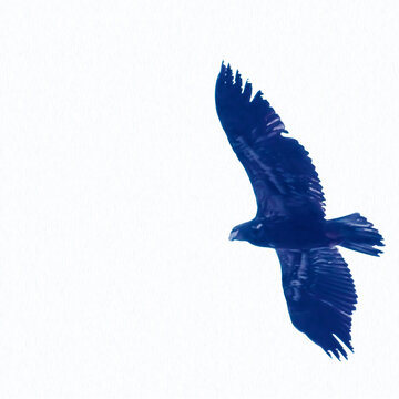 recommend clip art: Soaring Juvenile Bald Eagle in Vibrant Deep Blue w/ Solid White Background for Message, Text, or Advertisement - Frame, Border, Background, Wallpaper, Backdrop (filtered photo)