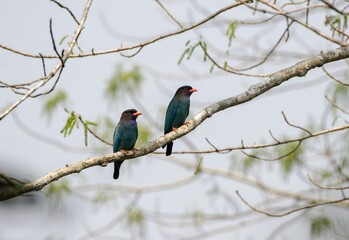 pair of oriental dollarbird.this photo was taken from Bangladesh