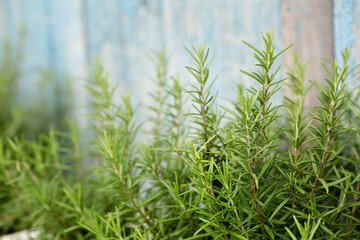 A bush of rosemary herb