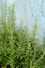 Obraz premium A bush of rosemary herb
