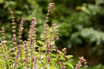 Blooming tulasi holy basil in the garden. Tulsi, shrub of the Lamiaceae family