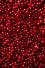 Red background from Juicy forest lingonberry