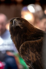 Aguila entrenada
