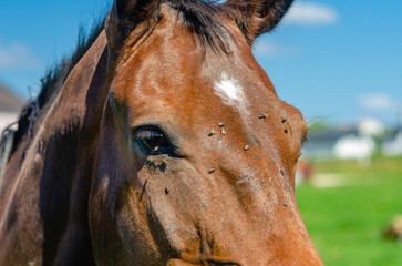 Head of brown horse with white spot on forehead. Flies sat on horse's face. Veterinary concept.