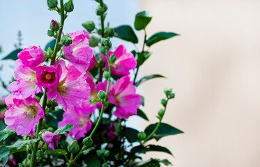Close-up of blooming mallow flowers, Mallow trimestris. Copy space