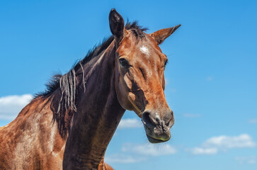 Obraz premium Horse portrait. Brown horse in nature against blue and white cloudy sky. Low angle. Charming photo.