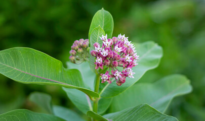 Swamp spurge with pink flowers on a summer morning in a field