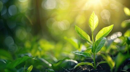 A fresh young plant background with a close-up of a sprouting seedling, bright green leaves reaching towards the sunlight, and a soft-focus background highlighting growth and potential