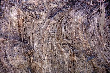 Trunk of a huge hundreds of years old vine