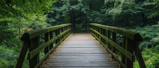 Wooden Bridge Through Lush Green Foliage