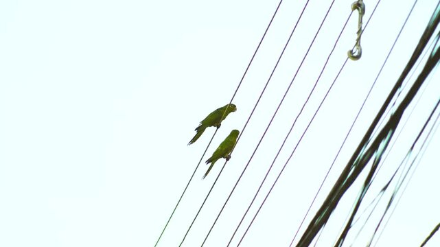 Parrot couple on top of power cable in morning sun - Brazil
